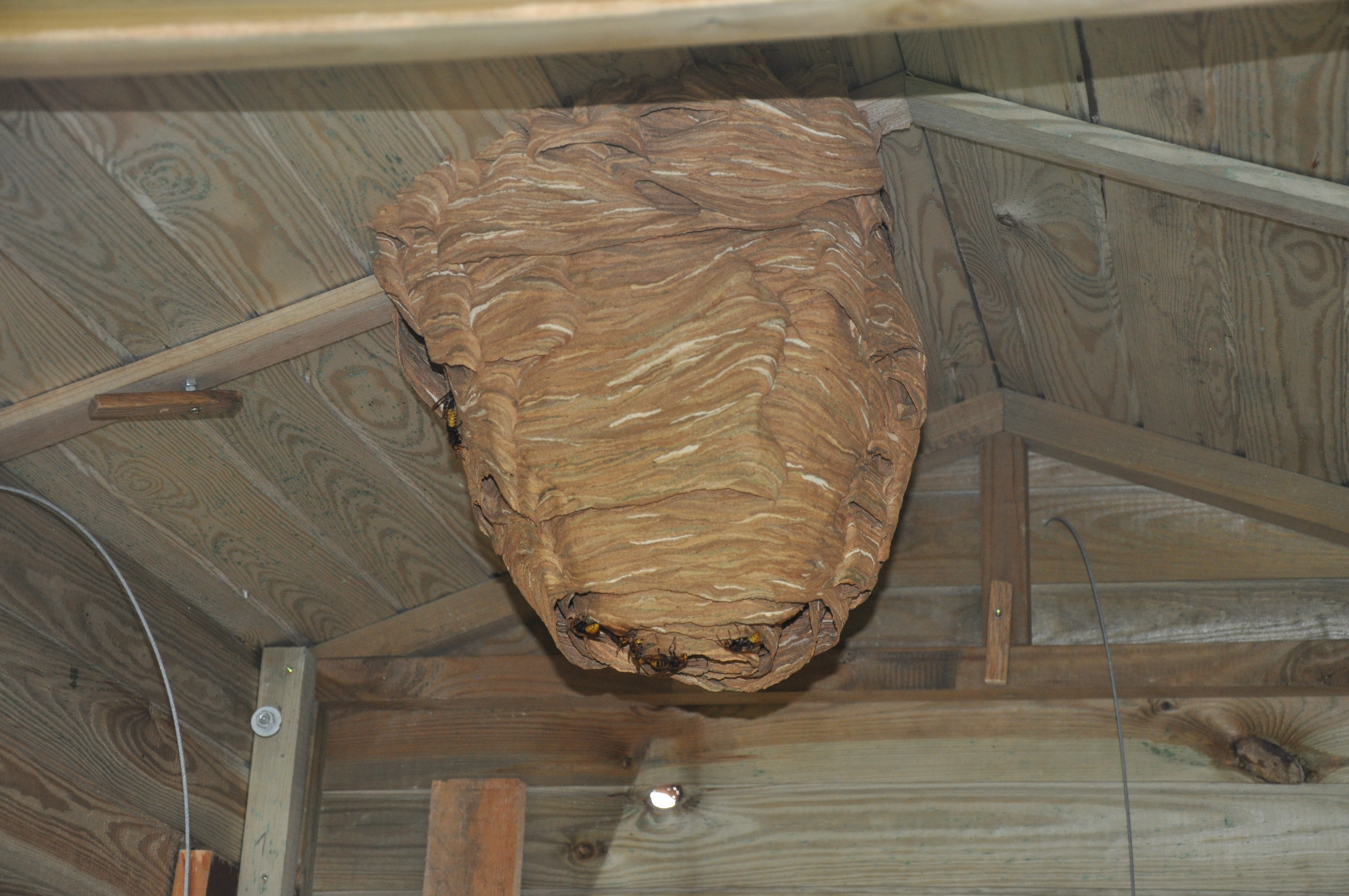 Das Hornissen Nest im Dach der mobilen Kanzel