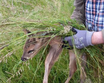 Ein gerettetes Rehkitz wird aus der Wiese in Sicherheit gebracht. Wichtig ist, das Kitz dabei nicht mit bloßen Händen anzufassen, damit das Kitz keinen menschlichen Geruch annimmt und dann von der Ricke nicht mehr angenommen wird. Foto: Karl Fuß