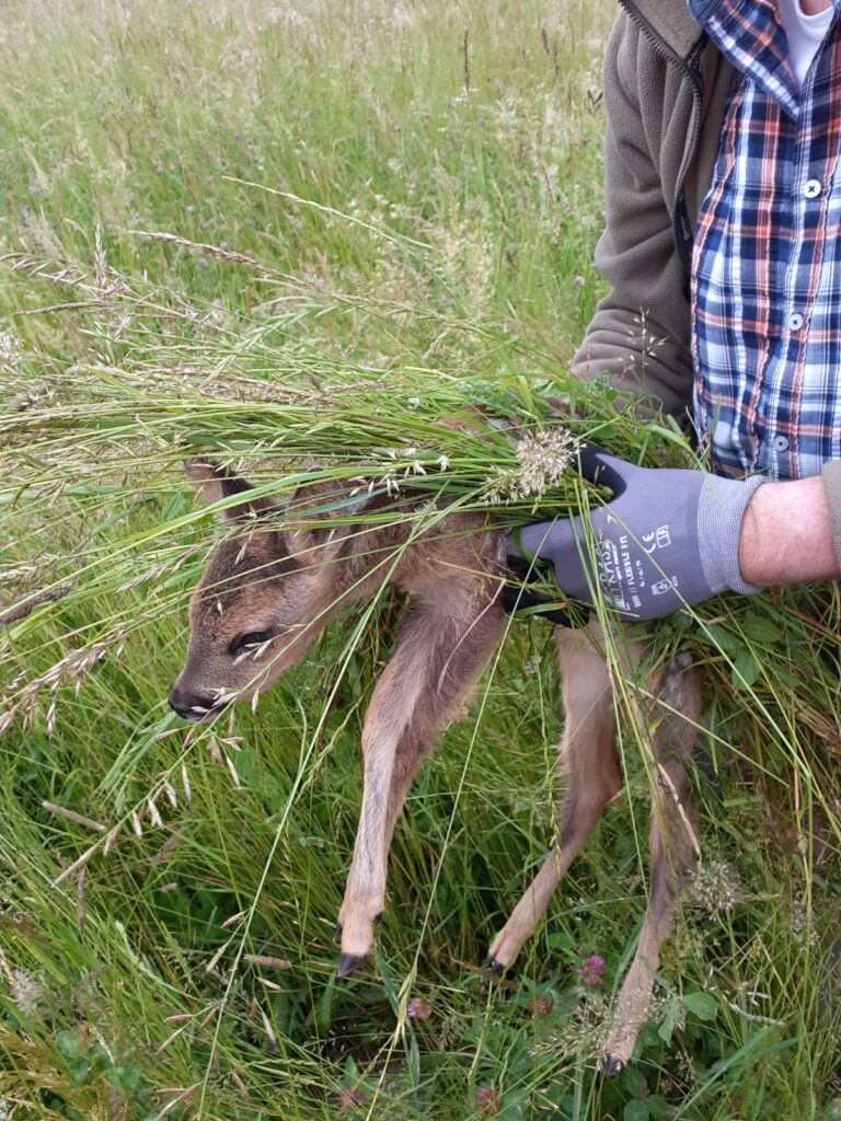 Ein gerettetes Rehkitz wird aus der Wiese in Sicherheit gebracht. Wichtig ist, das Kitz dabei nicht mit bloßen Händen anzufassen, damit das Kitz keinen menschlichen Geruch annimmt und dann von der Ricke nicht mehr angenommen wird. Foto: Karl Fuß