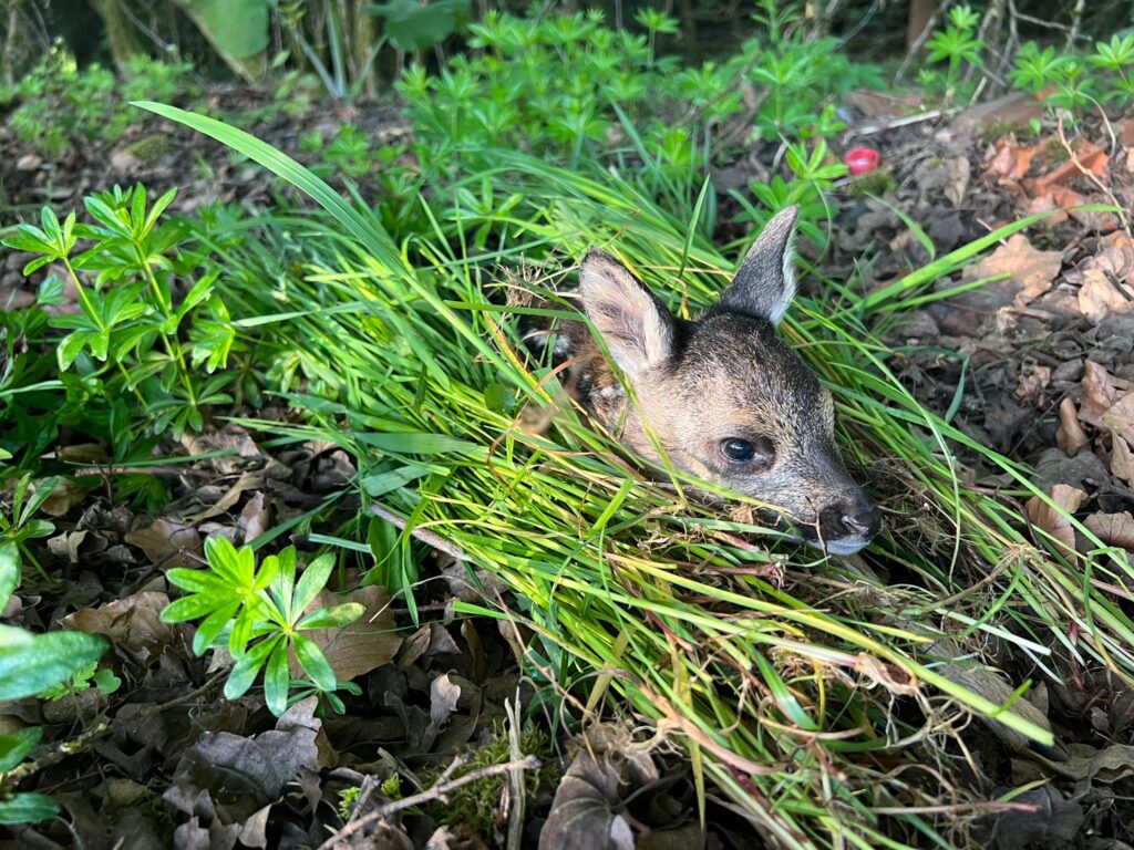 Ein gerettetes Kitz, Foto: Matthias Bender