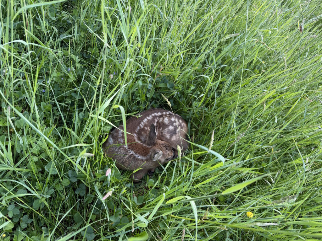 🦌 Ein kleines Kitz, verborgen im hohen Gras – perfekt getarnt, aber gleichzeitig verletzlich.So friedlich dieser Moment wirkt, so wichtig ist unser Einsatz, um die Jungtiere vor der Mahd zu schützen.
Jedes gerettete Leben zählt. 🌿🤝 Foto: Matthias Bender