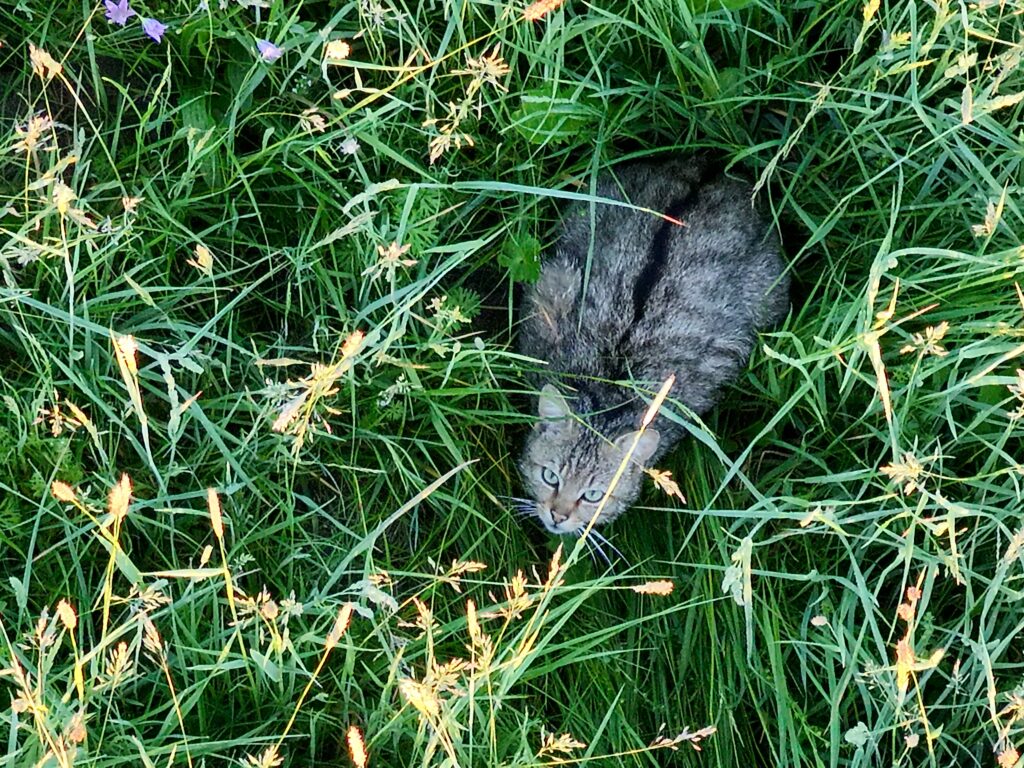 Eine Wildkatze sitzt im hohen Gras und blickt aufmerksam in die Umgebung. Sie wurde zufällig während einer Kitzrettung mit der Drohne entdeckt, ein seltener und besonderer Moment im Einsatz. Foto: Matthias Bender