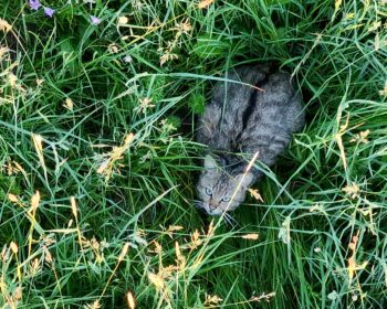 Eine Wildkatze sitzt im hohen Gras und blickt aufmerksam in die Umgebung. Sie wurde zufällig während einer Kitzrettung mit der Drohne entdeckt, ein seltener und besonderer Moment im Einsatz. Foto: Matthias Bender