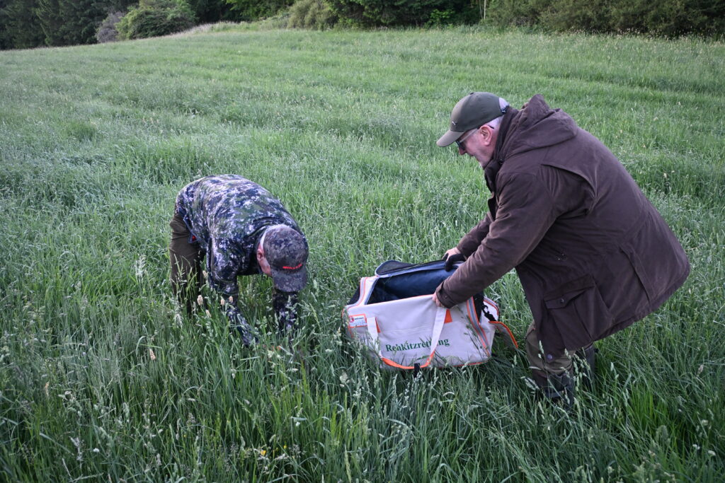 Das gefundene Kitz wird vorsichtig aber beherzt von PEter Wehner (links) aus der Wiese in die Tasche gesetzt, die Werner Henkel (rechts) bereit hält. Foto: Matthias Bender