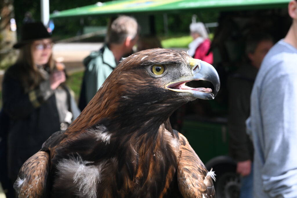 Steinadler Yako mit einem Gewicht von 4 kg und einer Spannweite von 2,20 m. Foto: Matthias Bender