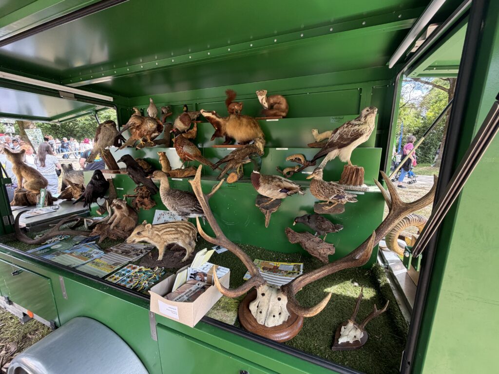 Der Lernort Natur Anhänger des LJV präsentiert eine Auswahl heimischer Wildtierpräparate und zieht viele neugierige Blicke auf sich. Foto: Matthias Bender