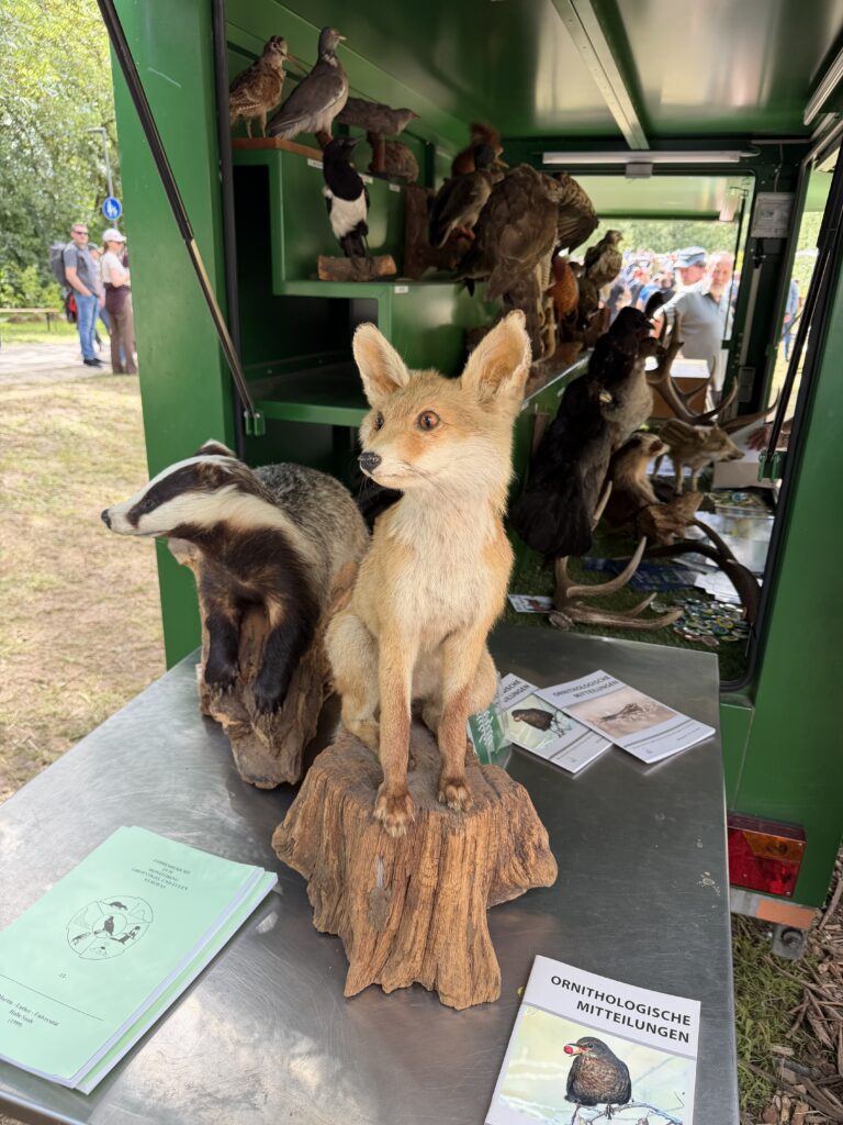 Dachs und Fuchs zählen zu den beliebtesten Präparaten am Stand und werden aufmerksam betrachtet. Foto: Matthias Bender